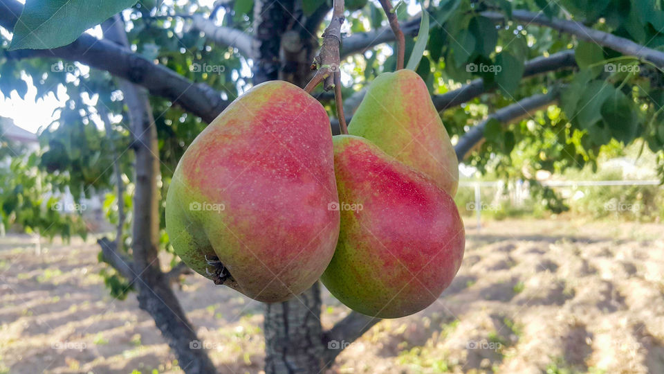 red green fresh and juicy pears on the tree, autumn period month October