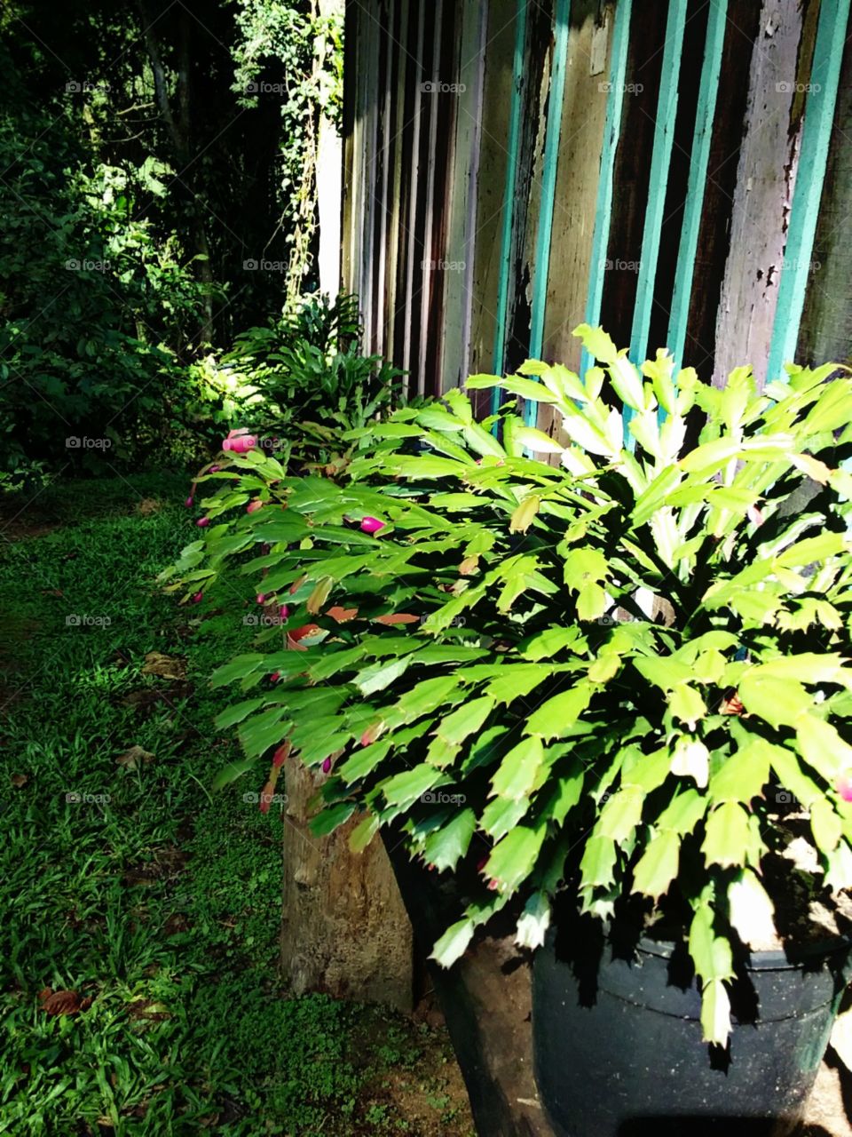 Cultivadas com carinho e terra boa.