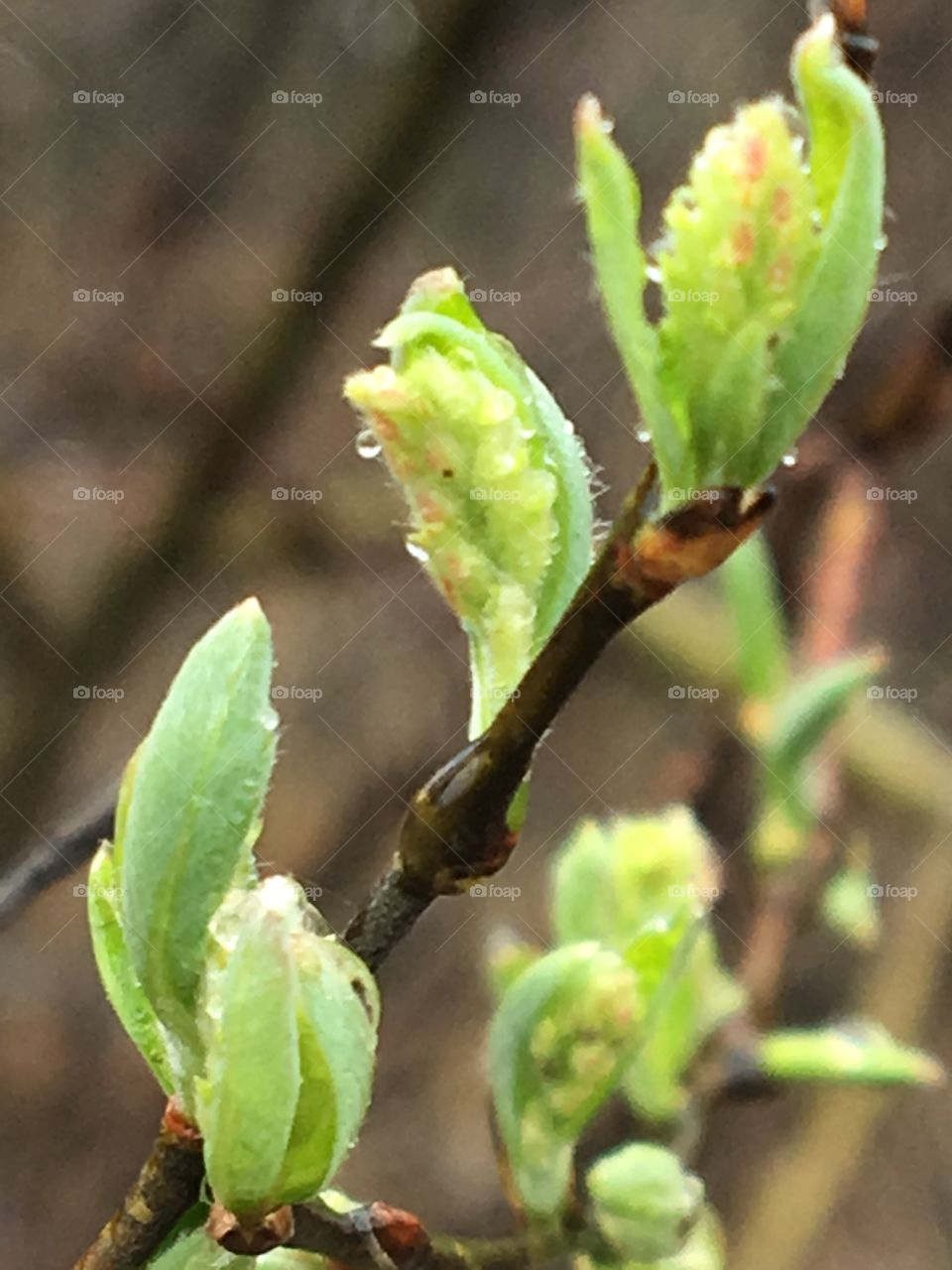 Spring buds opening on the rain 