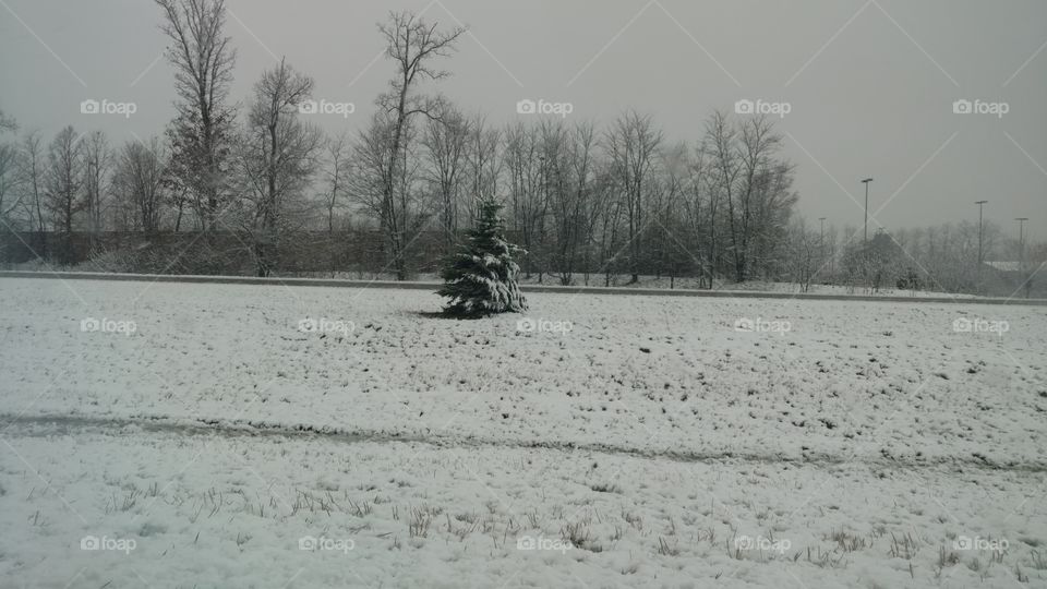 April snow with a pine tree in Michigan