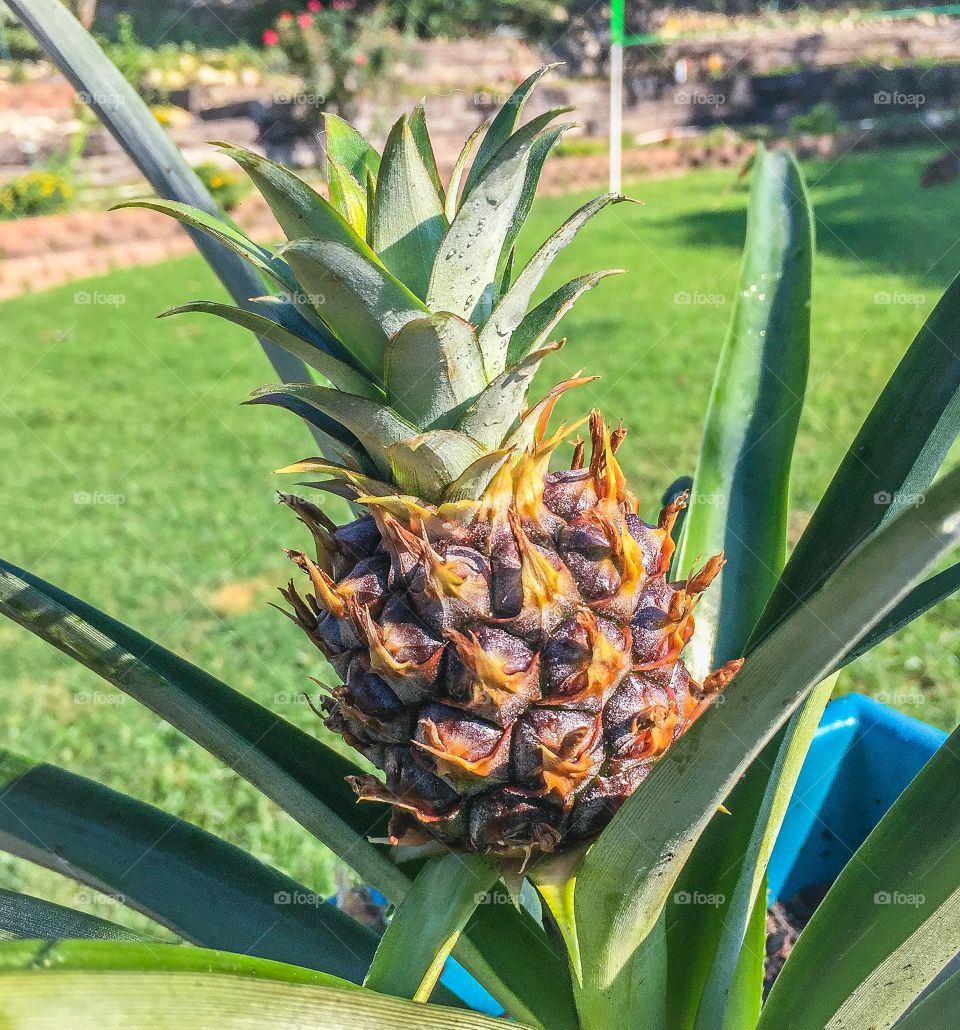 Pineapple plant