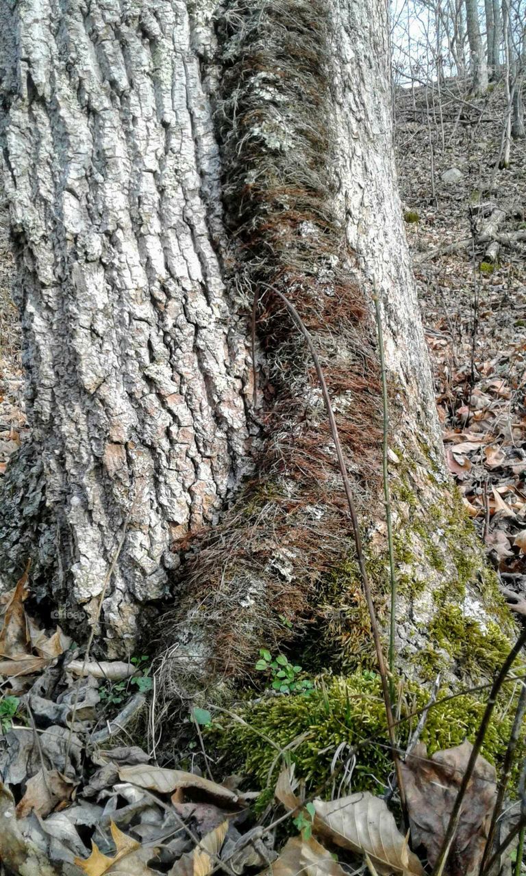 Tree trunk and grape vine