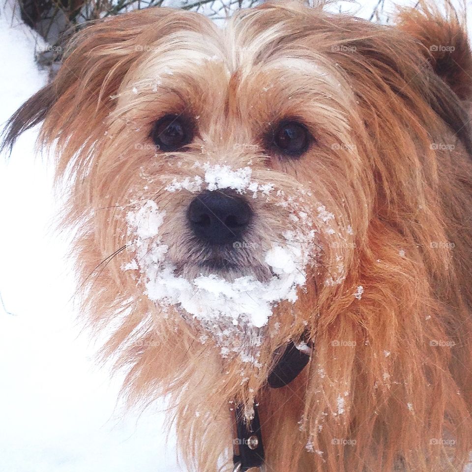 Snow-dog
