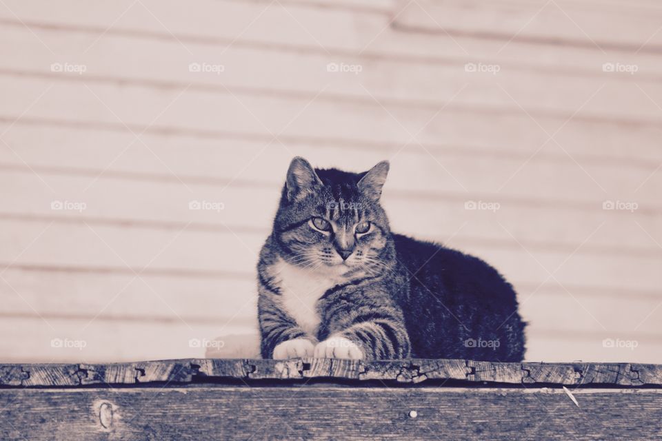 Minimalistic Snaps - cat laying on a rustic wooden  porch