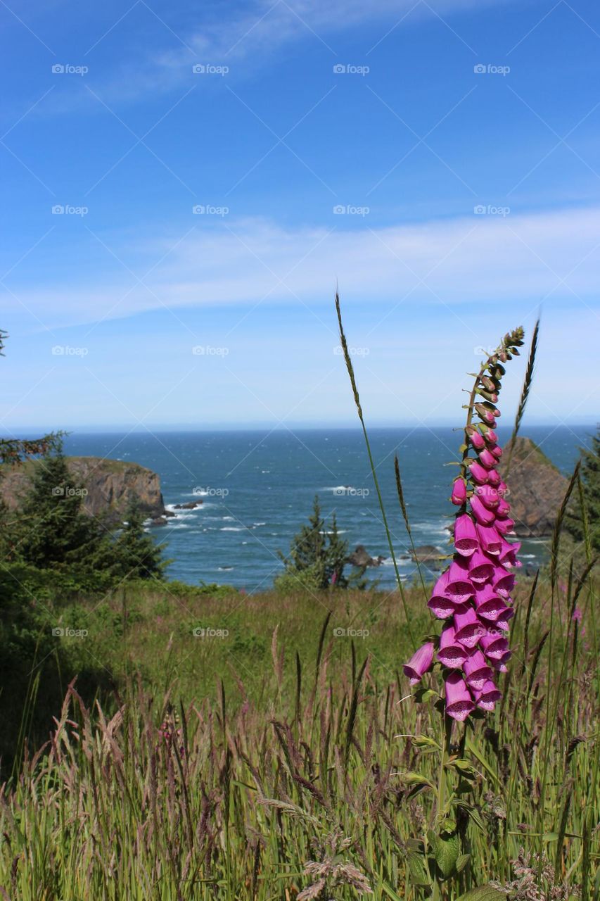 Pink Bell Flowers at the Coast