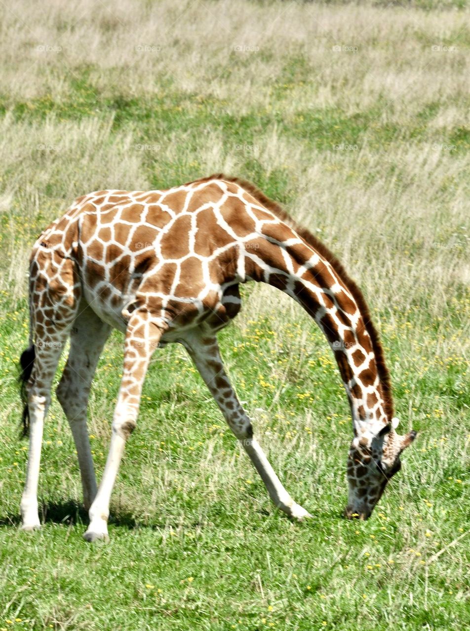 Giraffe eating grass