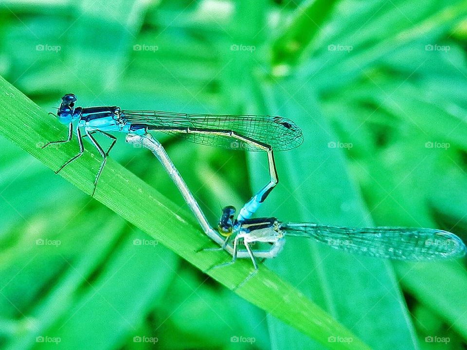 Dragon Fly