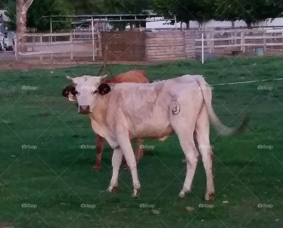 branded calf. ranch