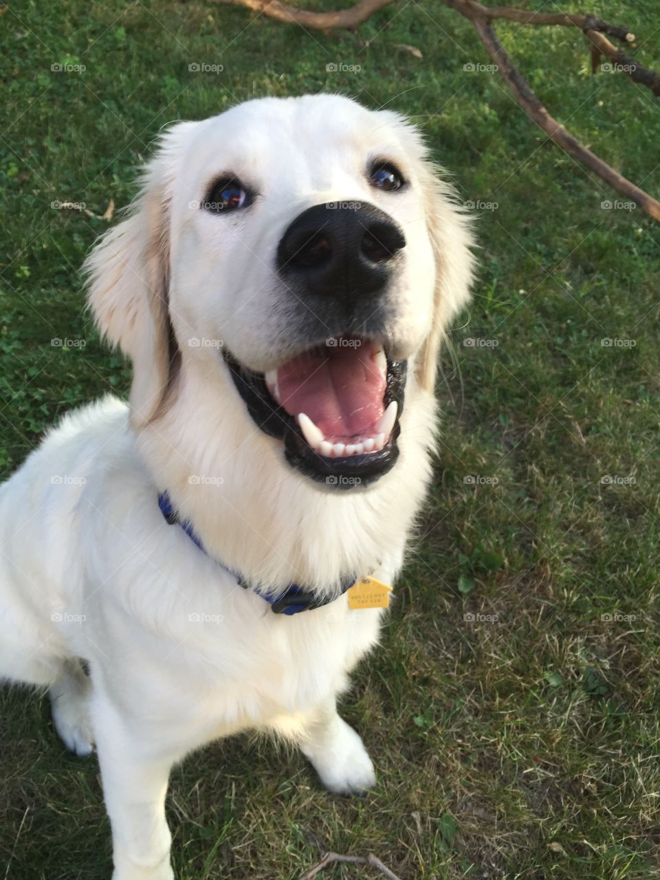 High angle view of dog with mouth open