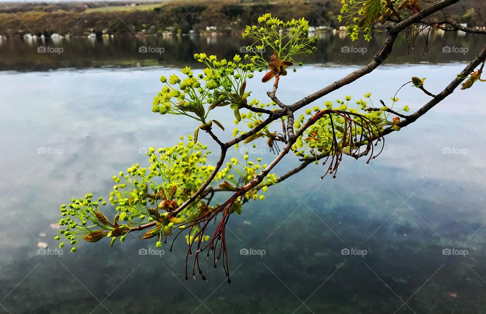 Keuka Lake and branch