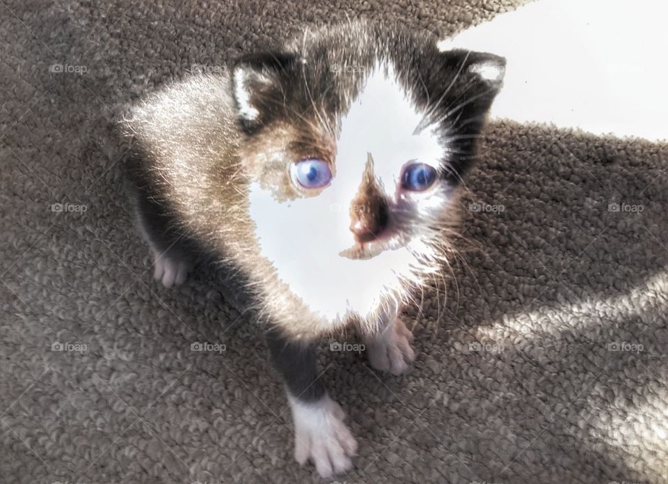 4 week old black and white kitten with blue eyes