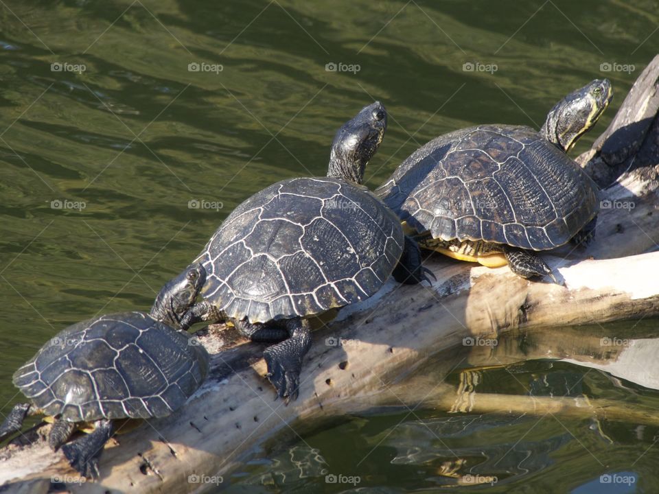 The Power of Three - Three turtles on a lid basking in the sun - Turtles are cold-blooded animals, so they cannot control their body temperature internally. The only way they have to raise their body temperature is to bask in the sun