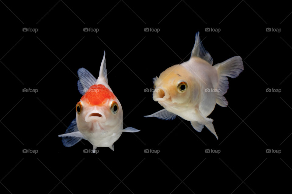 gold fish and koi fish