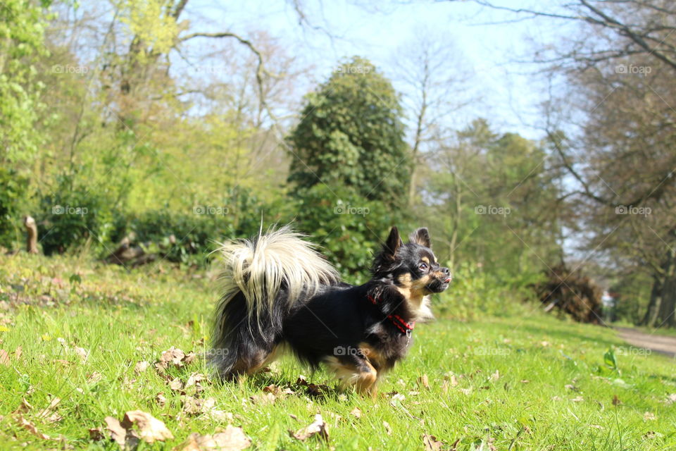 Taiga, a black and tan long coat Chihuahua (Female).
Location: The Netherlands - The hague