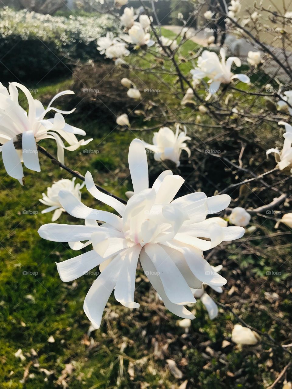 Flowers in the garden