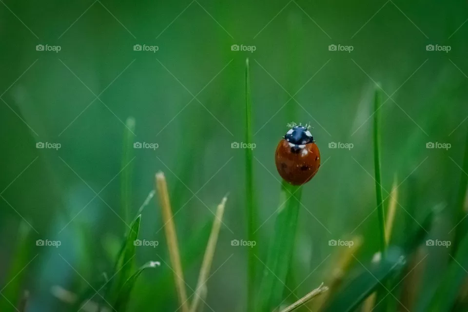 A ladybug on green grass 
