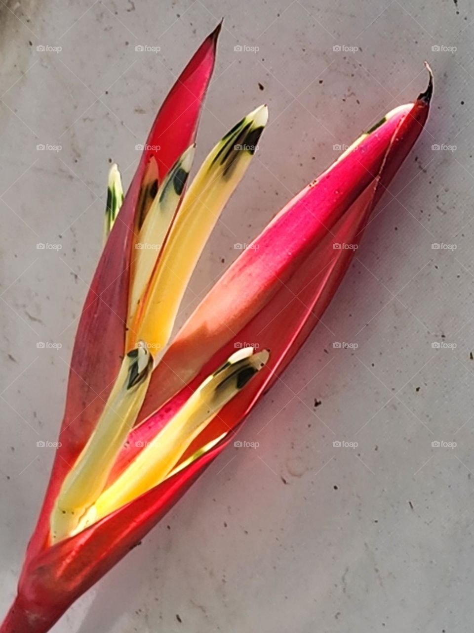 exploding sensation Jamaica