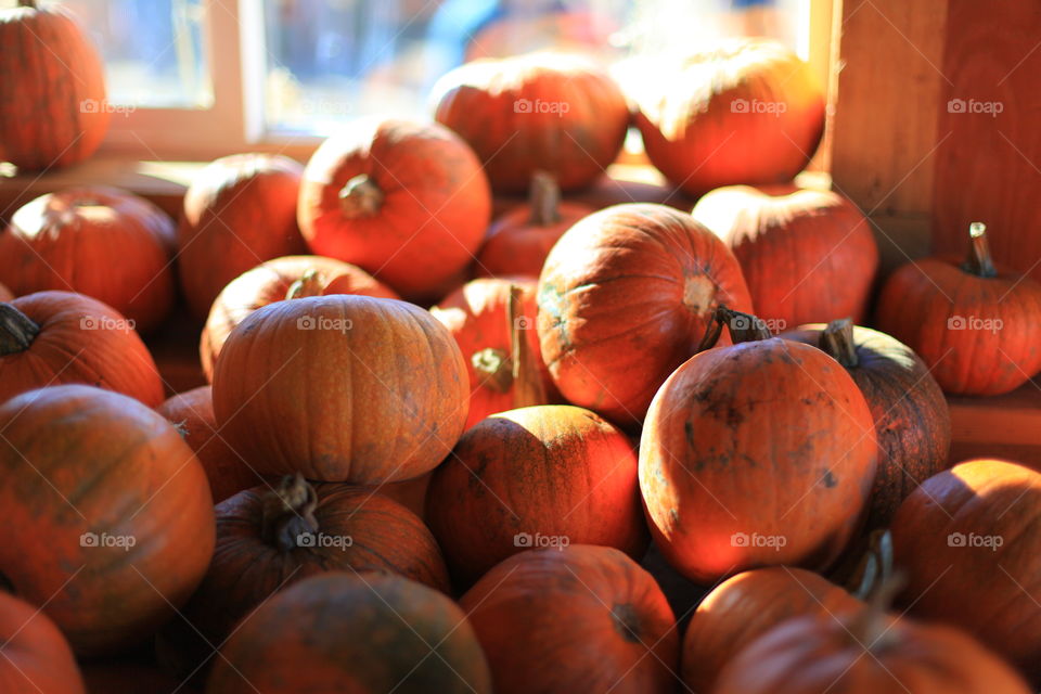 Pumpkins being sold at the local pumpkin patch.
