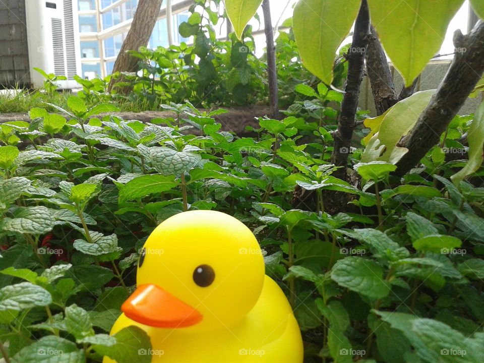 faked small duck got lost in my tree pot.