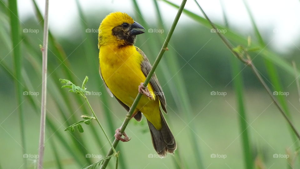 Oriole bird. beautiful life of bird in nature