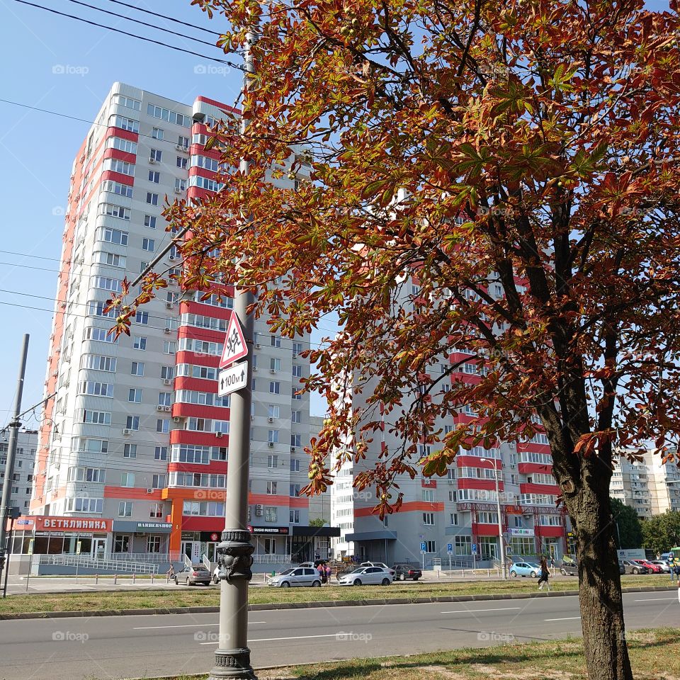 Chestnuts are the first trees in the fall to have yellow leaves. The sun and warmth, bright colors of autumn.