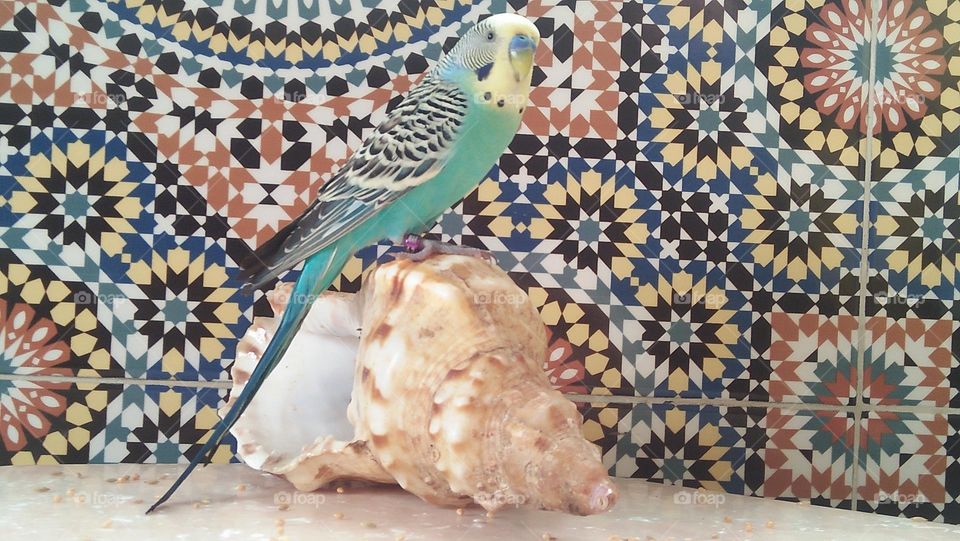 canary bird on seashell.