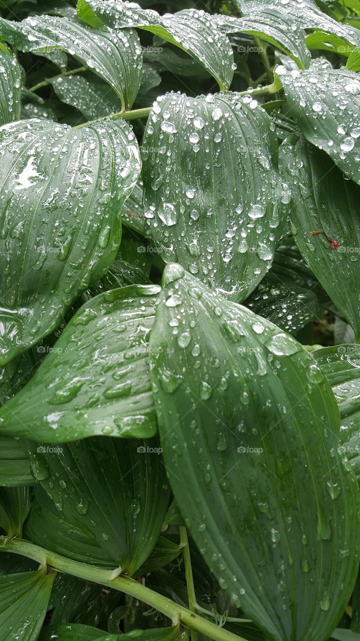 hosta with raindrops