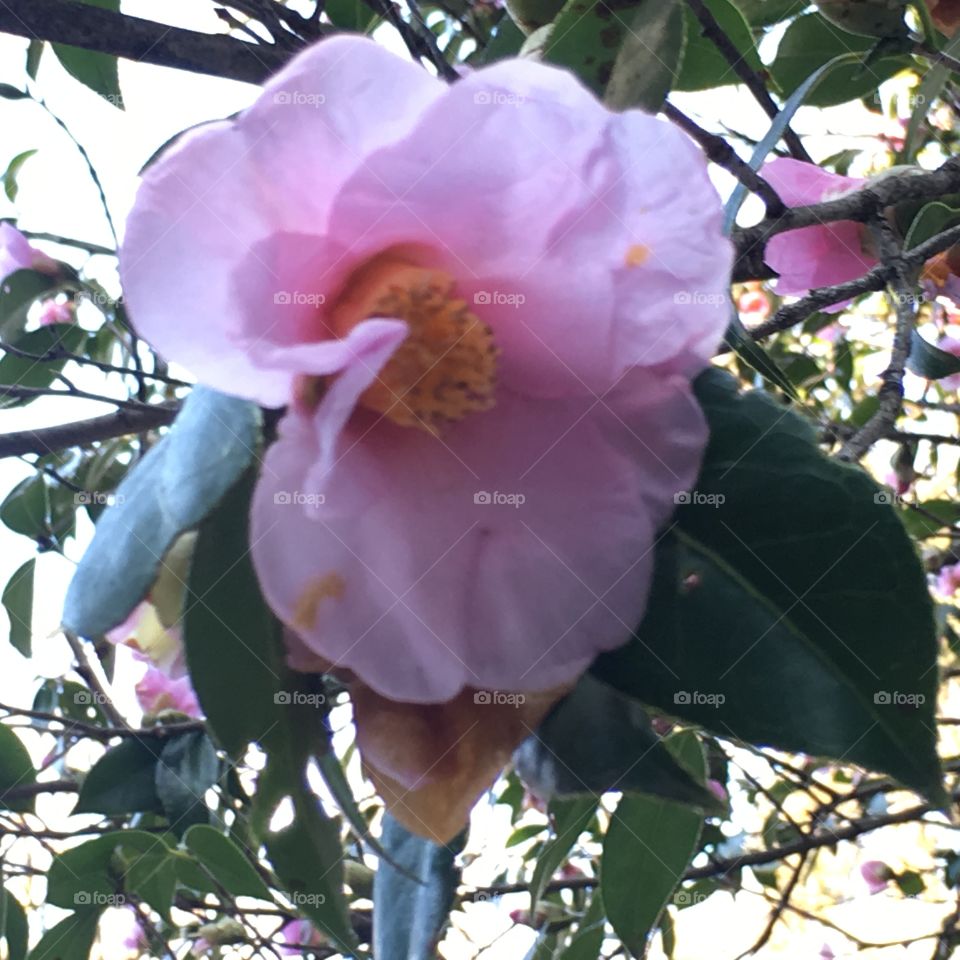 Camellia "Uraku"