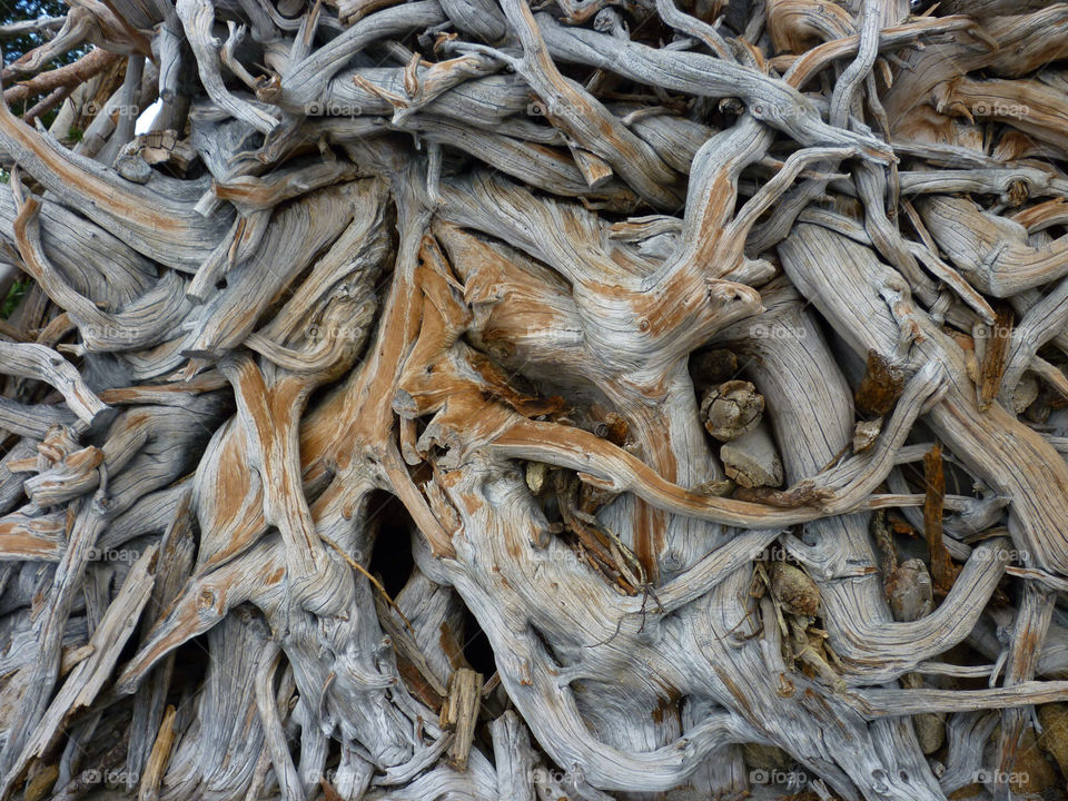 tree old roots by kenglund