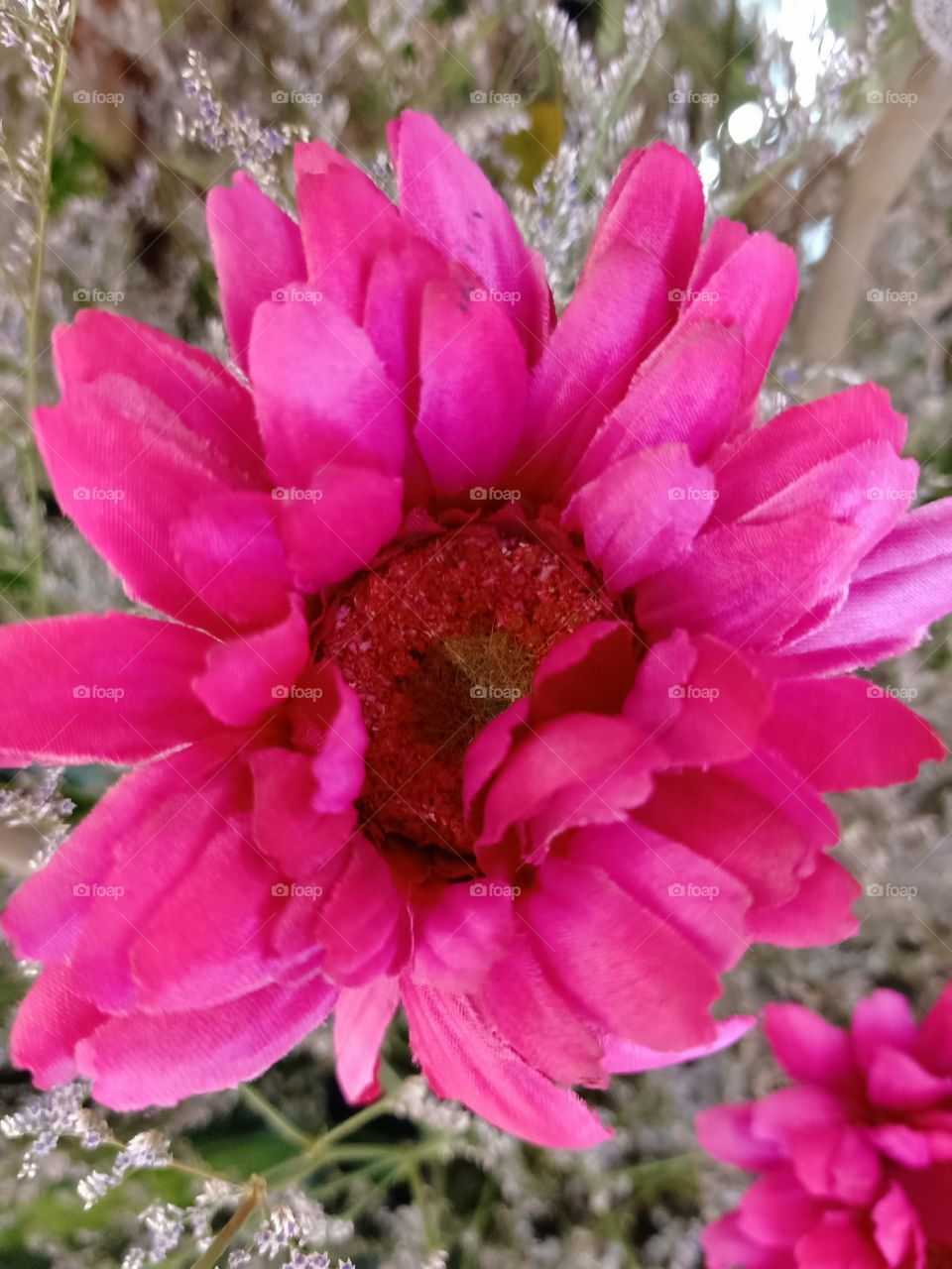 Beautiful flower