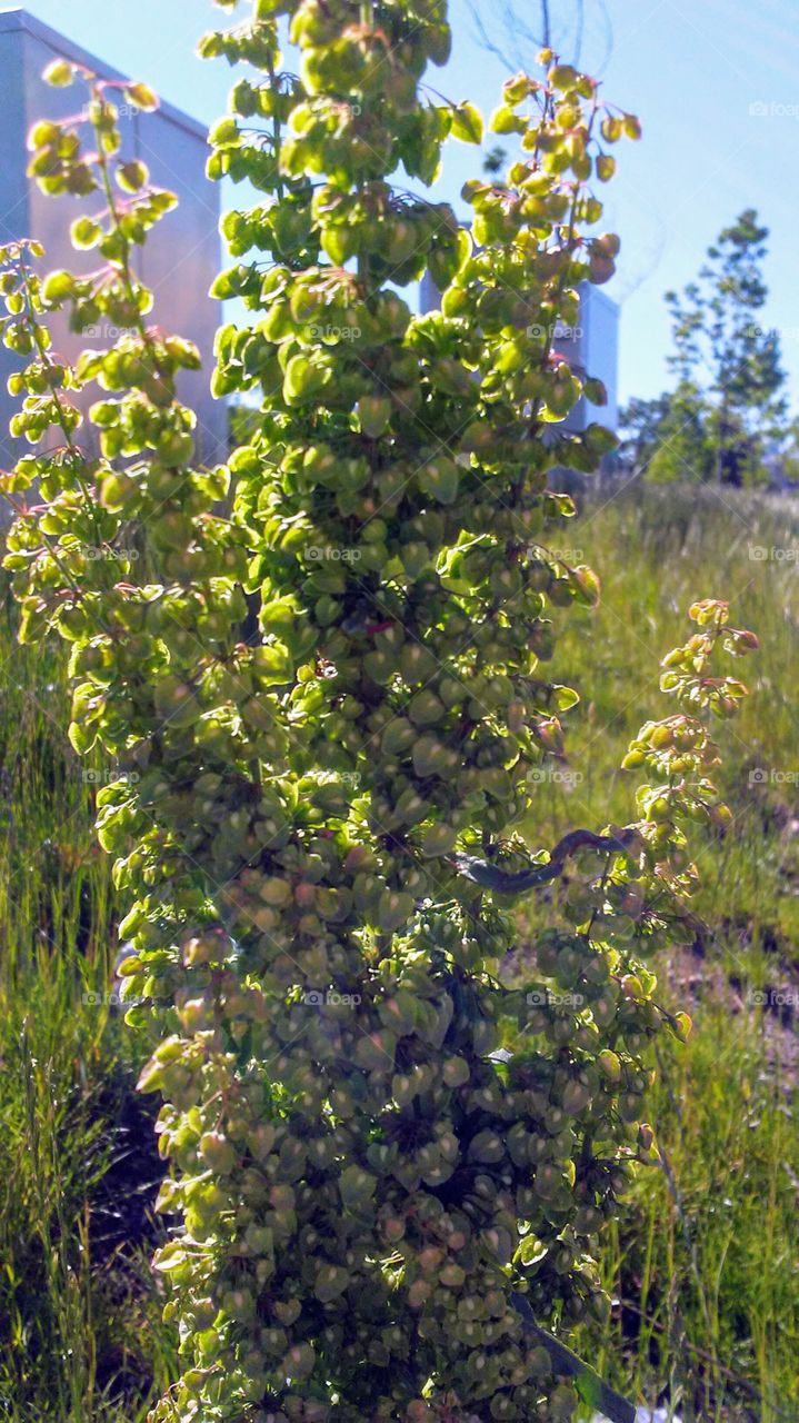 spring. green. simple