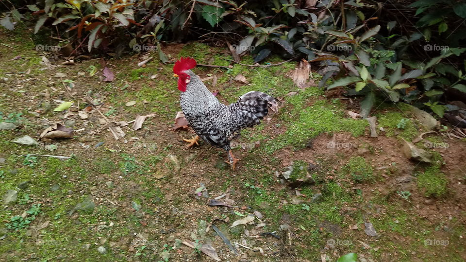 GALO GARNIZÉ CARIJÓ