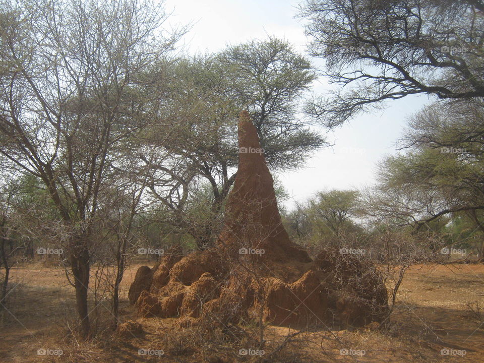 Ant hill nearly as high as the thorn trees in Botswana