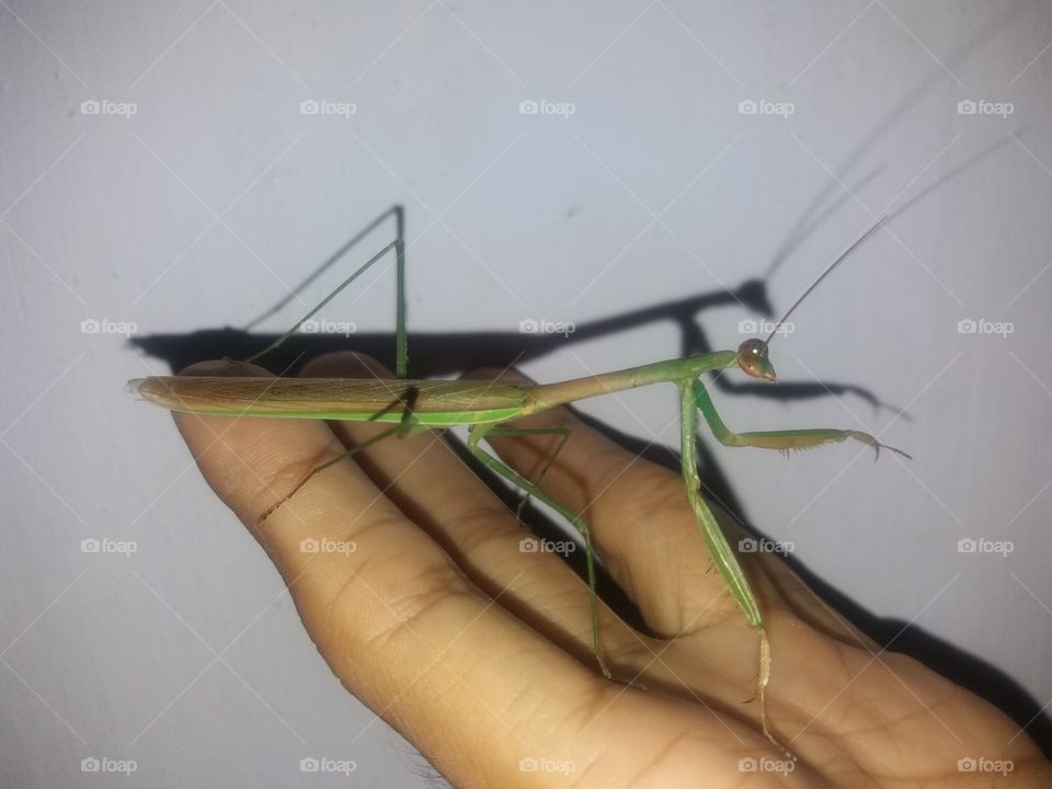 Mantis on my hand