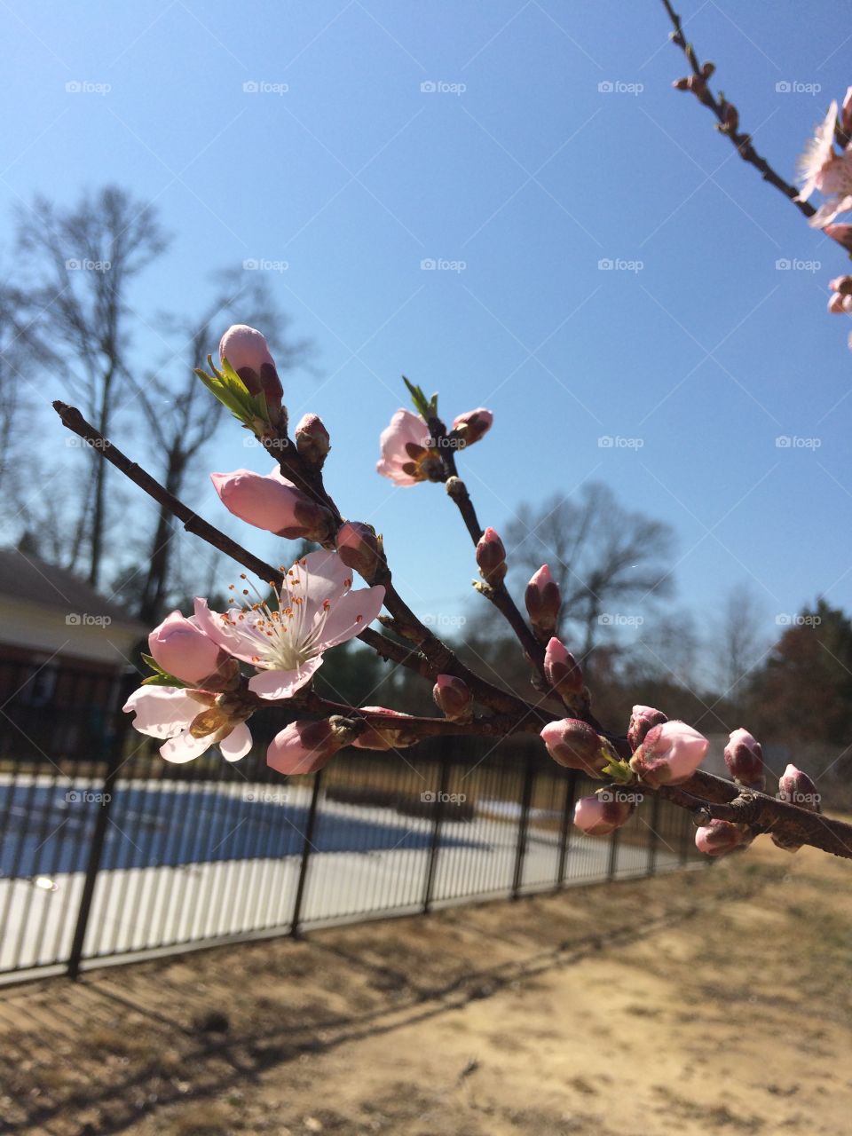 Tree, People, Flower, Outdoors, Park