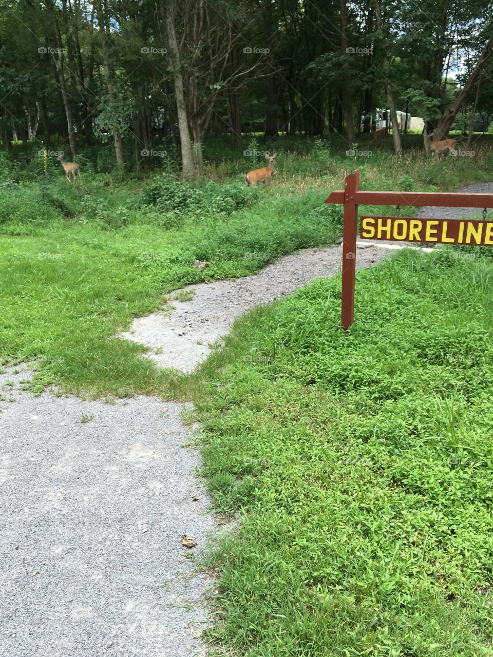 Deer at the state park