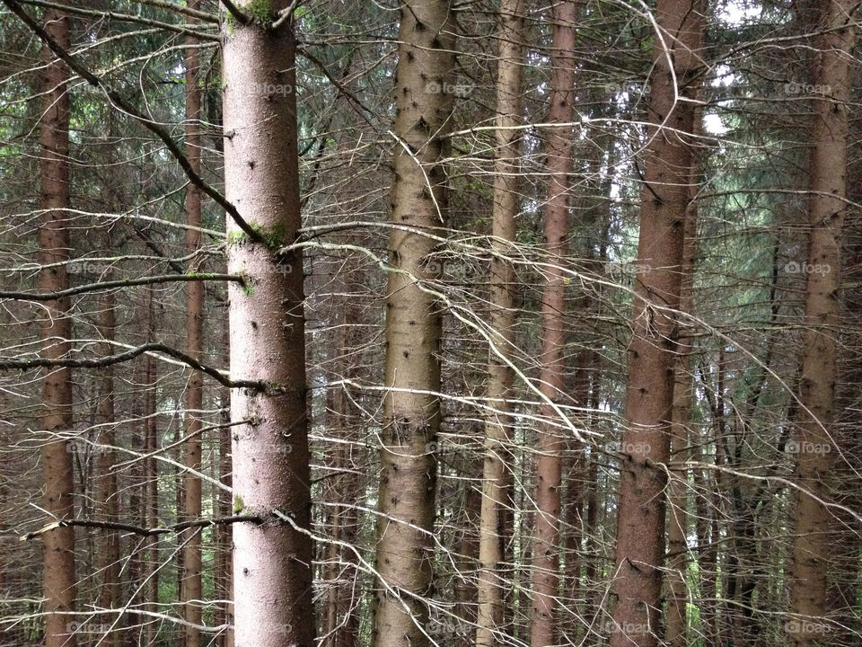 italy wood mountain forest by gabur64