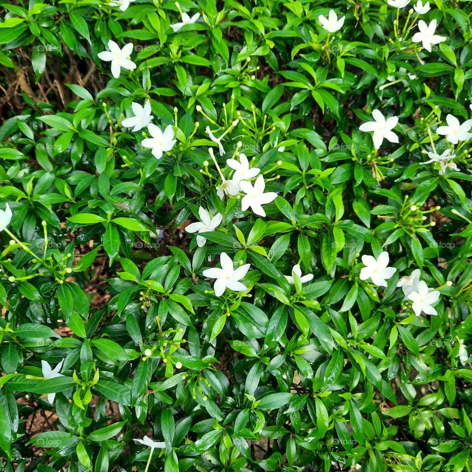 white flower in bushes