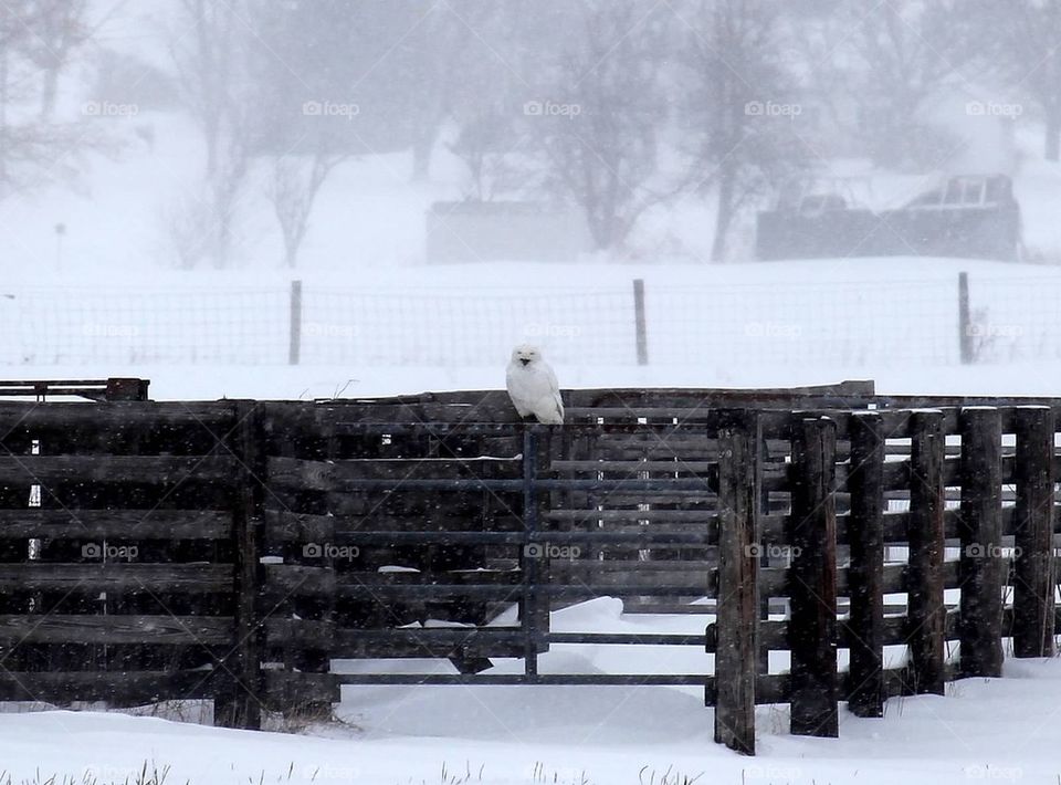 Snowy Owl
