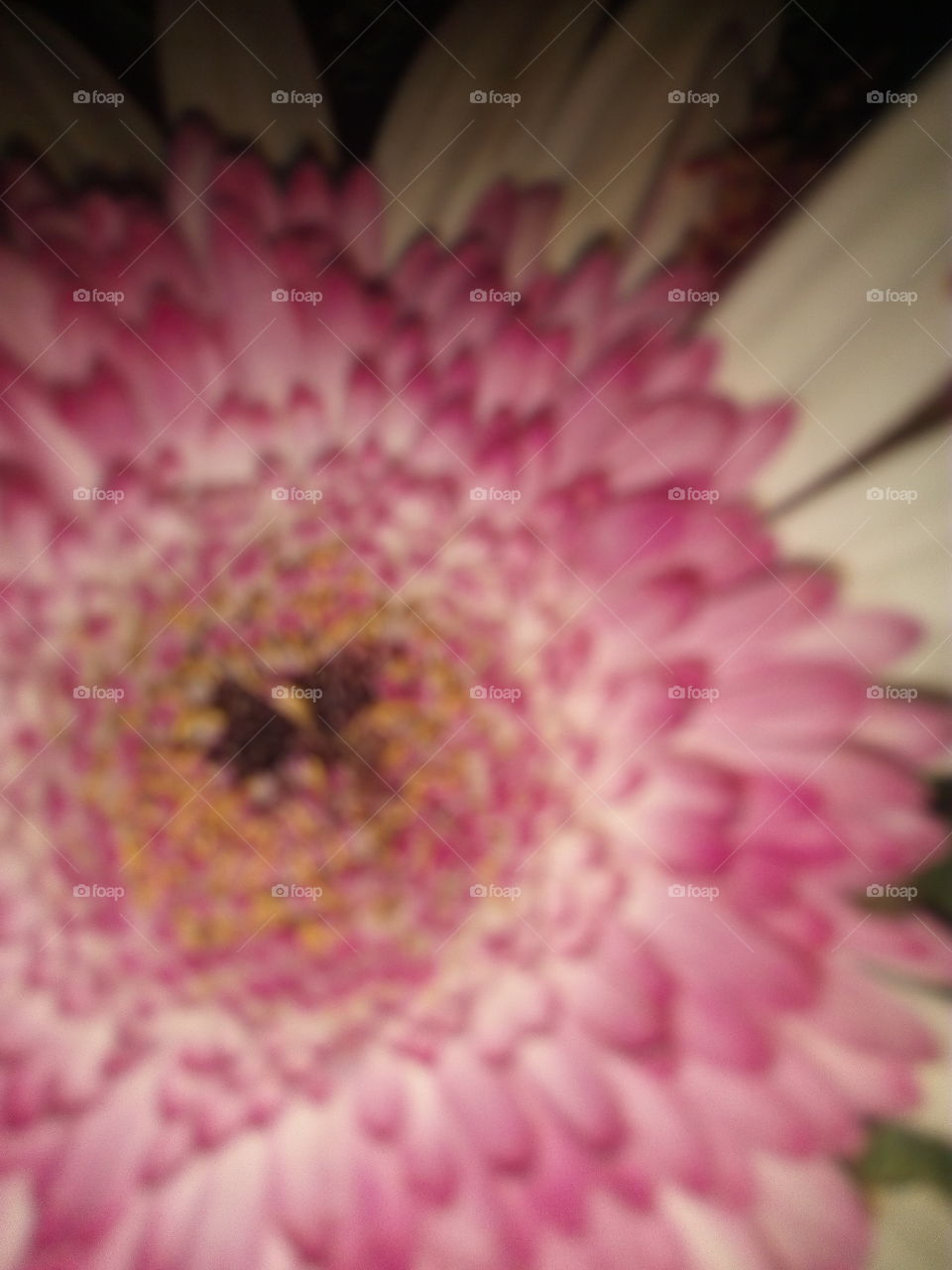 flower zoom in