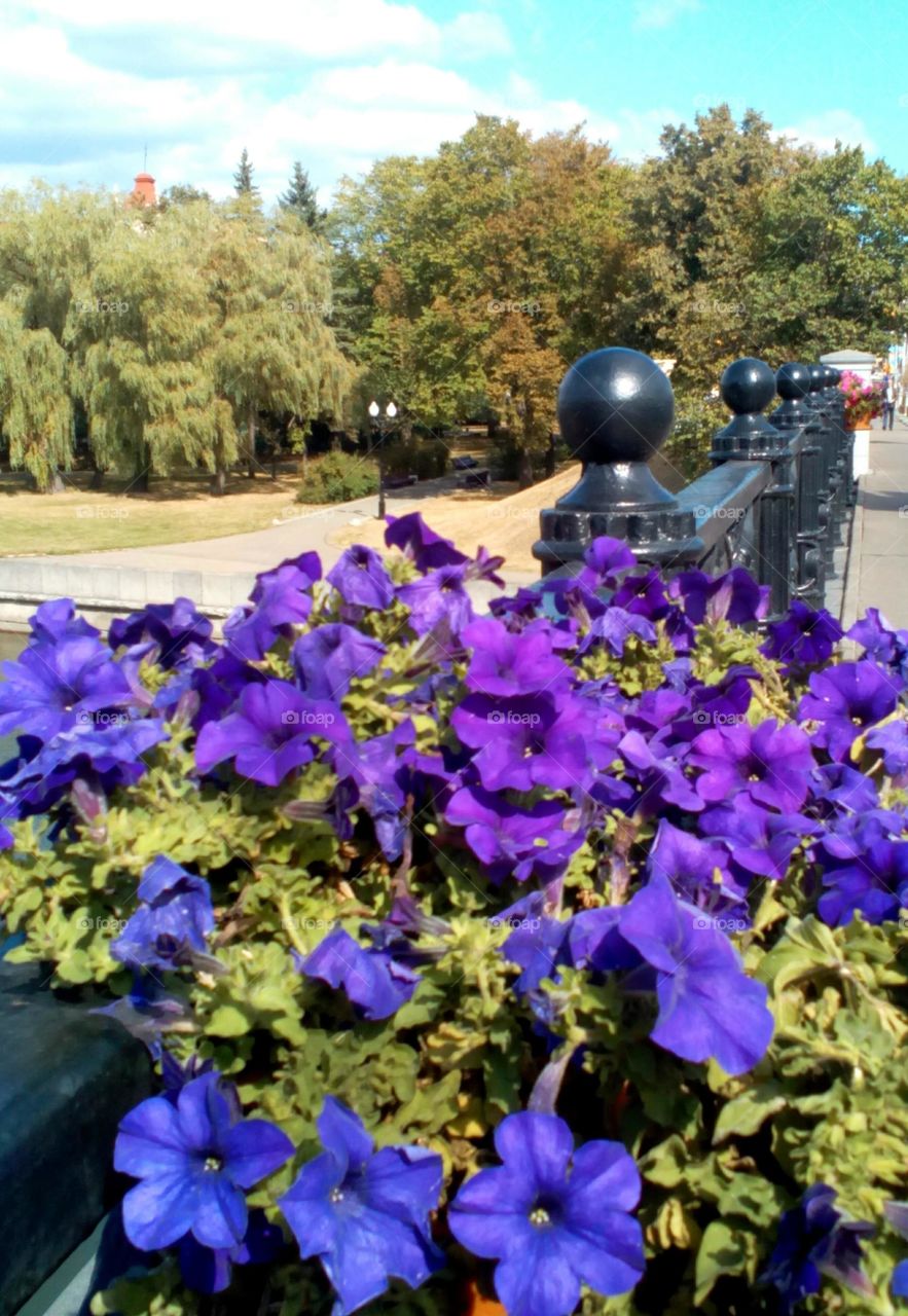 purple flowers on a river shore