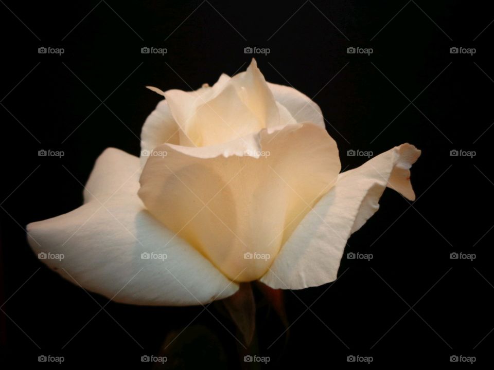 Single white rose lit dimly as it blooms in dark garden at night! Perfect rose blooming at night. Flowers for love, single white rose bloom glowing in garden.