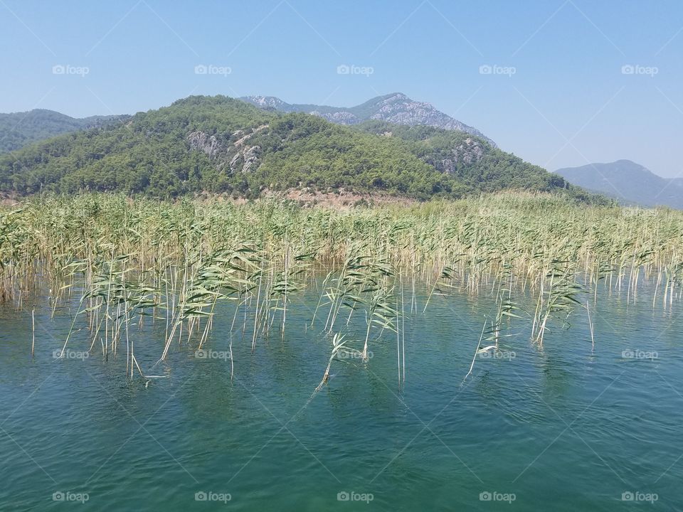 tall grass reaching from the water towards the sun, mountain background , Fethiye Turkey,  Boat tour