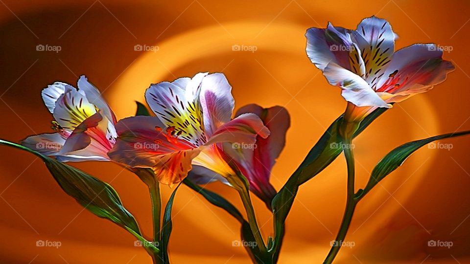Orange background flowers