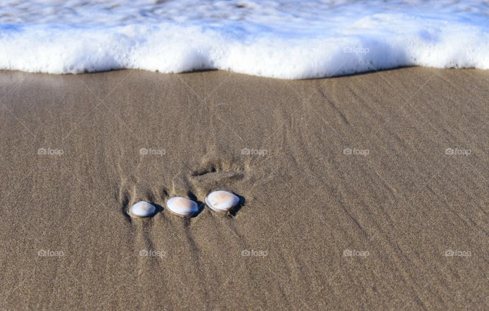 shells on the beach