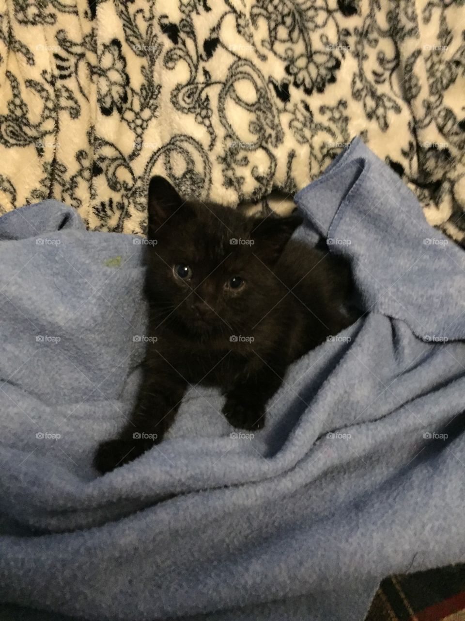 Black fuzzy orphan kitten missing his mama.