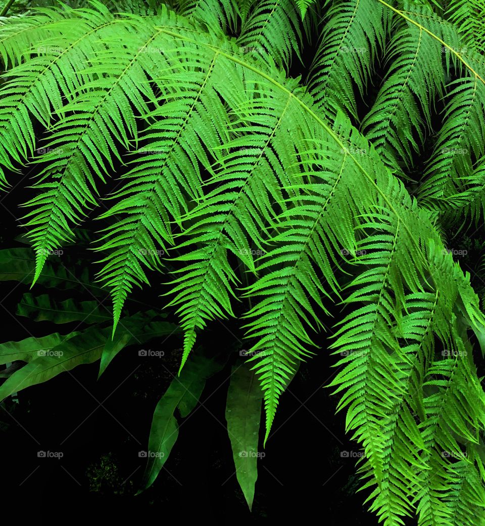Bright green fern—taken in Chicago, Illinois 