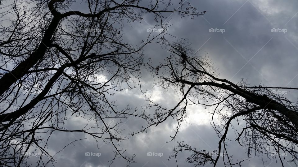 Treetop Storm Clouds
