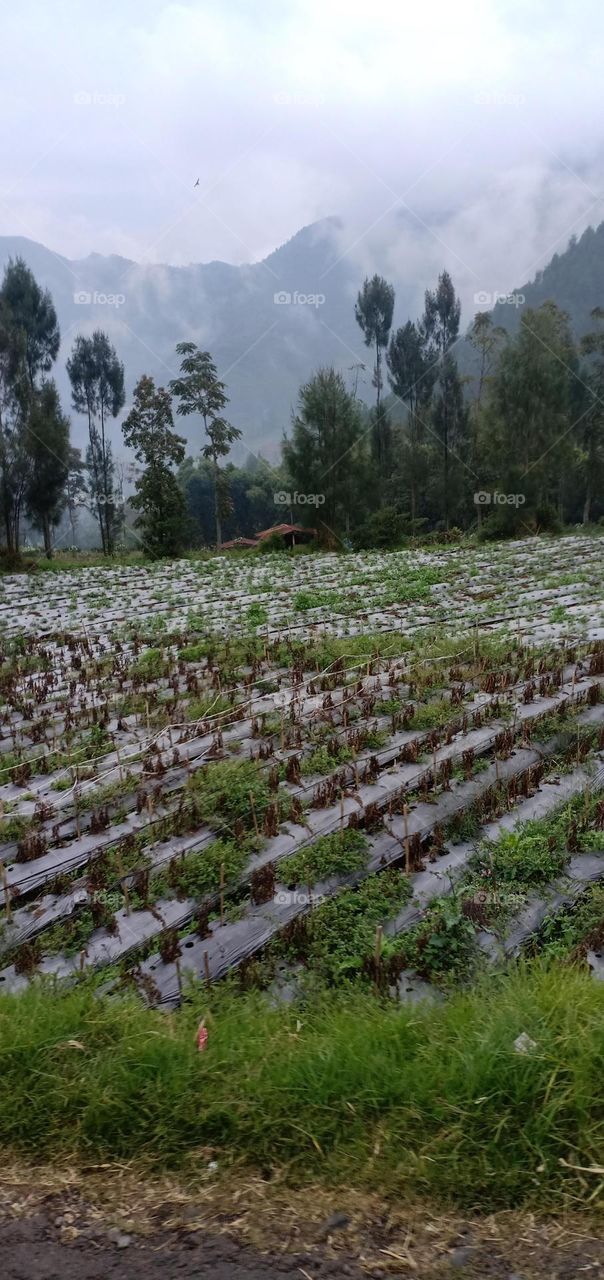 Newly planted tobacco plants in Dieng, Wonosobo, Central Java