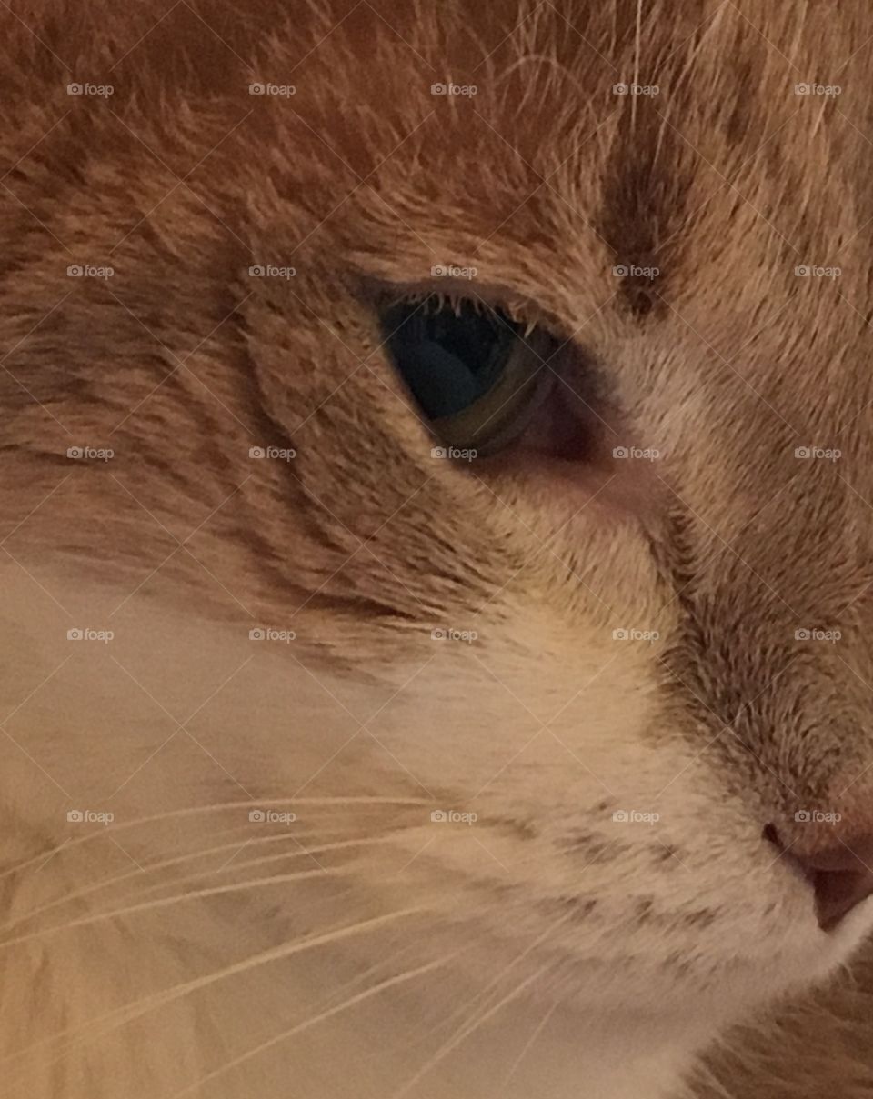 Kitty cat close up